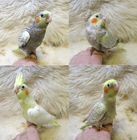 オカメインコ４’.JPG