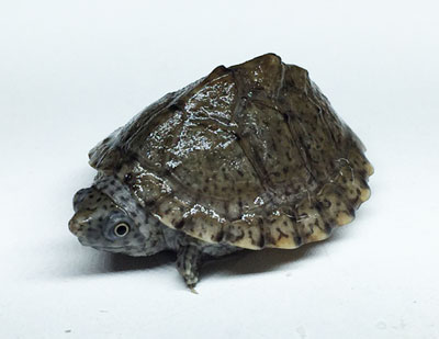 カブトニオイガメ0213TOP.jpg