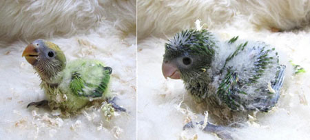 コザクラ＆オキナインコ.JPG