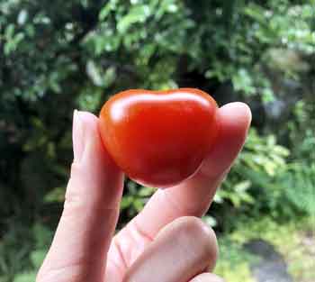 変態エロ水着 petit tomato nude photo 