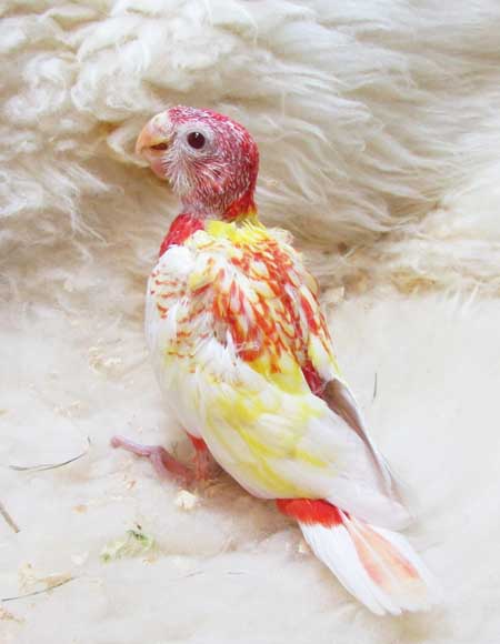 ナナクサインコ.jpg