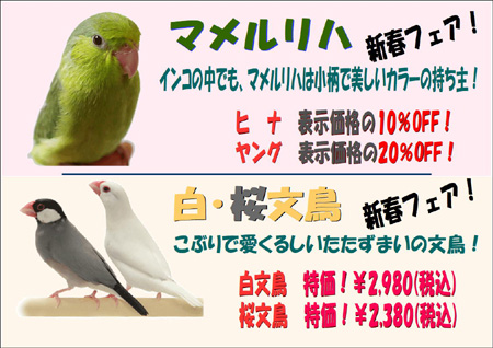 文鳥.JPG