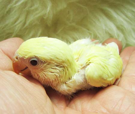 ﾎﾞﾀﾝｲﾝｺ.jpg