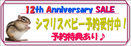 12周年シマリス.JPG