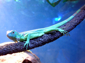 20080529iguana2.jpg