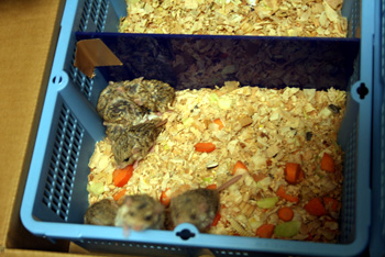 20090505makadanntai.jpg