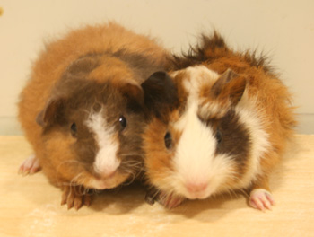 20120725moru.jpg