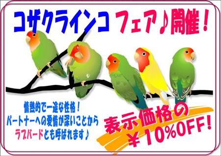 2018コザクラインコフェア.JPG