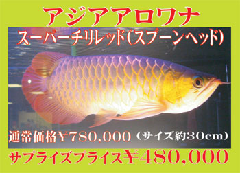 Arowana-Super-Red2.jpg