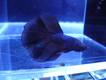 Betta-Black-2.jpg