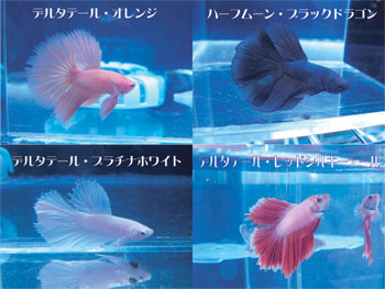 Betta2.jpg