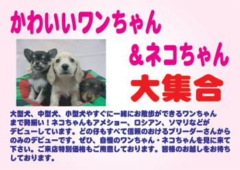 Dog-&-Cat-2008-2.jpg