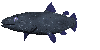 coelacanth-1ss.gif