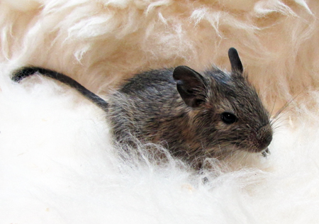 degu150619.jpg