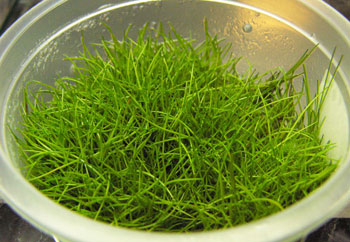 hairgrass03072.jpg