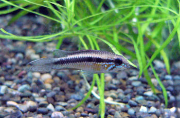 hyousi0310.jpg