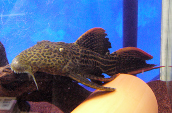 hyousi0413.jpg