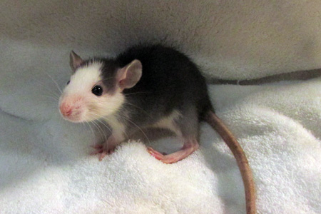 hyousi140807rat.jpg