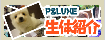 P&LUXE生体紹介はこちら