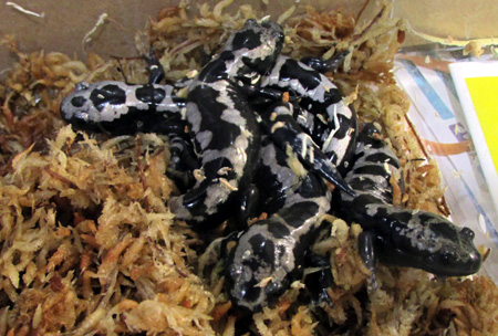 marblesalamander151111.jpg