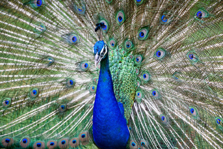 peacock-4138891_960_720.jpg