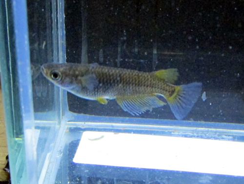 ペットショップ 大阪 大阪に誕生 関西最大級のペットショップ p luxe ピーアンドリュクス生体紹介