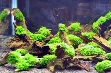 premiummoss009.jpg