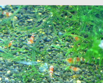 redshrimp2.jpg