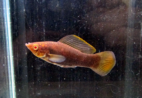 関西最大級・大型オールペットショップ　犬・猫・熱帯魚・は虫類・昆虫など　大阪 千里丘